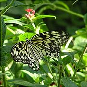 Leuconoe op blad