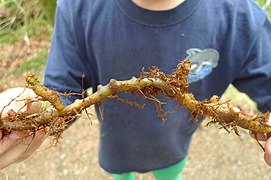 Rhizome close-up