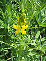 Lupinus luteus