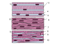 Diagram of types of muscle tissue. 1) Skeletal muscle cells are long tubular cells with striations (3) and multiple nuclei (4). The nuclei are embedded in the cell membrane (5) so that they are just inside the cell. This type of tissue occurs in the muscles that are attached to the skeleton. Skeletal muscles function in voluntary movements of the body. 2) Smooth muscle cells are spindle shaped (6), and each cell has a single nucleus (7). Unlike skeletal muscle, there are no striations. Smooth muscle acts involuntarily and functions in the movement of substances in the lumens. They are primarily found in blood vessel walls and walls along the digestive tract. 3) Cardiac muscle cells branch off from each other, rather than remaining along each other like the cells in the skeletal and smooth muscle tissues. Because of this, there are junctions between adjacent cells (9). The cells have striations (8), and each cell has a single nucleus (10). This type of tissue occurs in the wall of the heart and its primary function is for pumping blood. This is an involuntary action.