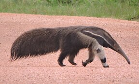 Picture of a giant anteater