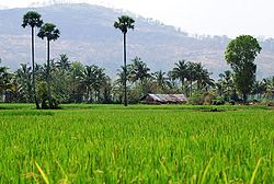 Paddy field in Palakkad