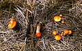 Hygrophorus speciosus