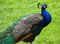 Peacock, profile