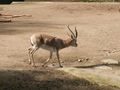 Gazella subgutturosa