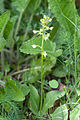 Grünliche Waldhyazinthe (Platanthera chlorantha)