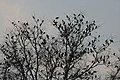 Gathering in the evening before roosting in Vadodara, Gujarat, India