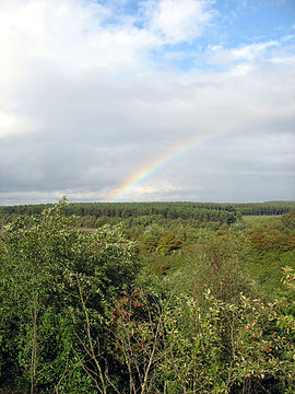 Sherwood Forest.