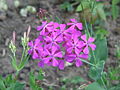 Silene armeria close-up