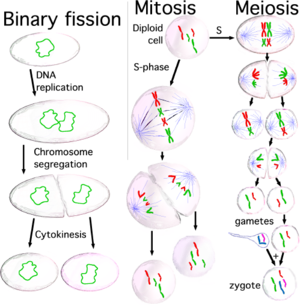 Three types of cell reproduction