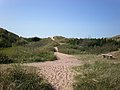 Tylösand sand dunes