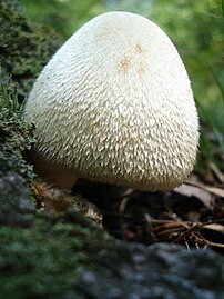 Close-up of the textured cap