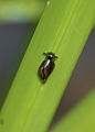 Unbekannte Schnecke