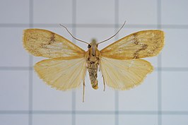 Eilema ratonis