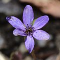 Anemone hepatica purple.JPG