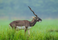 Black buck in the fields