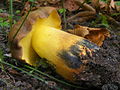 Cyanoboletus pulverulentus