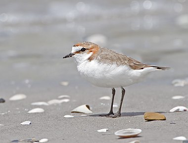 Red-capped Plover