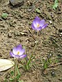 Crocus goulimyi