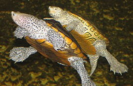 Diamantrugschildpad