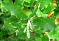 Garrya elliptica