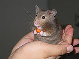 Hamster mit Karotte