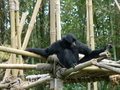 Siamang (Hylobates syndactylus)