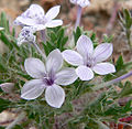 Langloisia setosissima