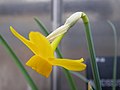 Blüte von Narcissus cuatrecasasii