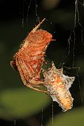 Neoscona crucifera with prey Virginia, USA