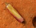 Oncocera semirubella