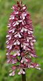 Orchis ×hybrida