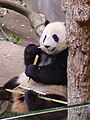 Giant Panda at San Diego Zoo