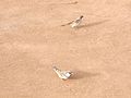 Házi veréb (Passer domesticus)