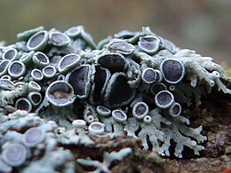 Apothecia van groot vingermos (Physcia stellaris)