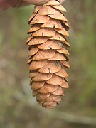 Female cone