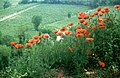 Mohn in der Langhe