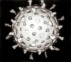 Rotavirus