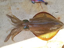 Color illustration of a squid