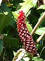 Costus comosus