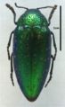 Sternocera sternicornis, from Bengal - mounted specimen