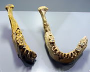 Arago XIII and Arago II, Homo erectus tautavelensis (0.45 Ma)