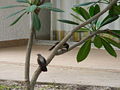 Brown Babbler (Turdoides plebejus) Note the orange eye.Y