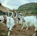 1960. Goats at Urdviki.