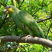 Turuncu kanatlı amazon (Amazona amazonica)