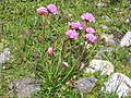 Armeria alpina