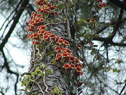 Virágzó örökzöld trombitacserje (Bignonia capreolata)