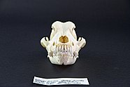 dog bone poodle