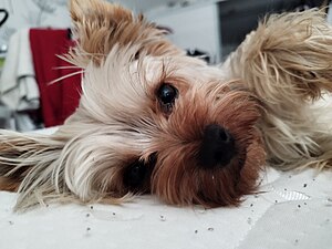 Photo de chienchien se réveillant de sa sieste, il était épuisé après avoir été faire le footing avec papounet.