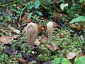 Clavariadelphus pistillaris sin. Clavaria pistillaris